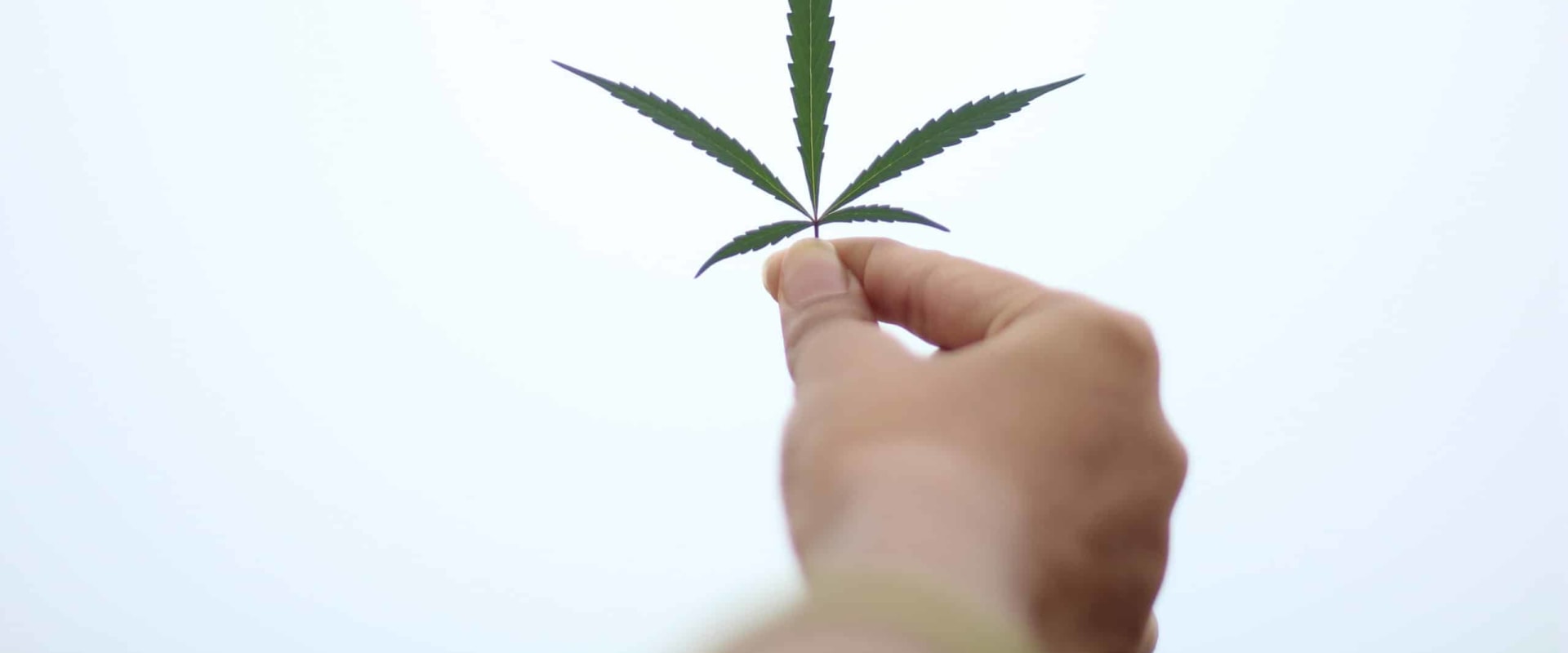 What Is A High Thca Percentage What is a high thca percentage?